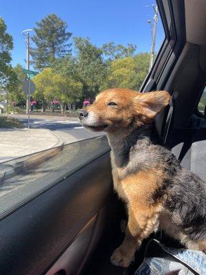 Taco immediately after his dental surgery appt :) he looks so relieved! As am I!