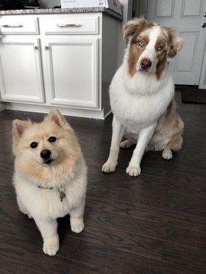 Sandy and Kobe with their new haircuts!