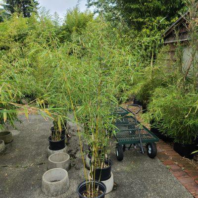 Clinton Bamboo Growers