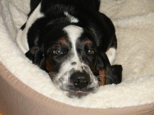 This is Otis the basset hound as a pup.