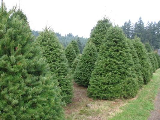 Douglas Fir