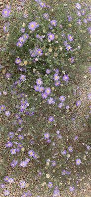 Enjoyed the color on these dainty flowers.