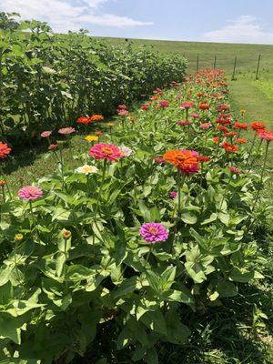 Zinnias starting to bloom for our first U-Pick season in 2024!