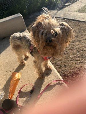 Mitzi's terrible hair cut.