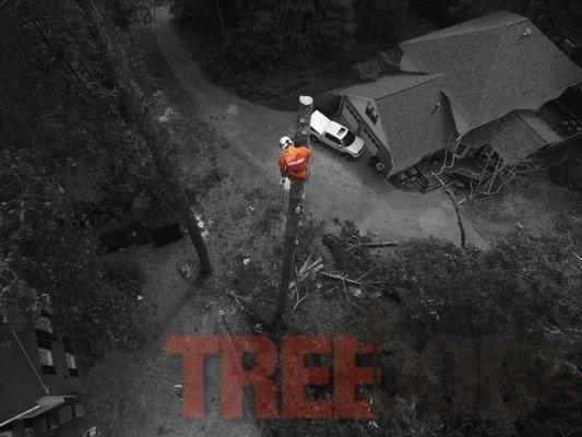 Large pine being removed in Marietta Ga