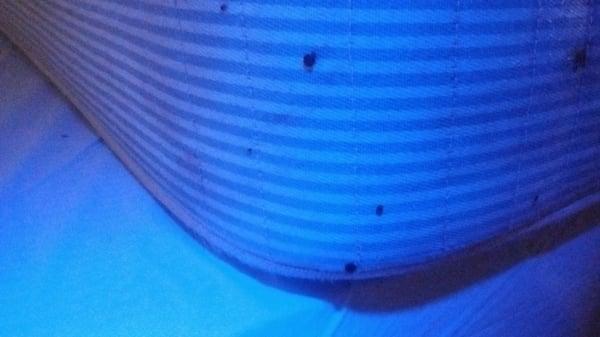 More bed bugs