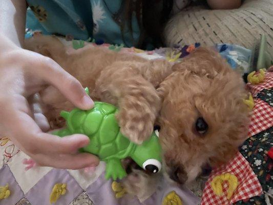 Elliott with one of his favorite toys from Mud Bay.