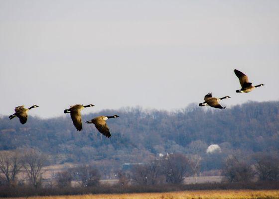 Loess Bluffs National Wildlife Refuge