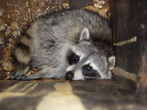 Roof Inspection discovers a Raccoon family