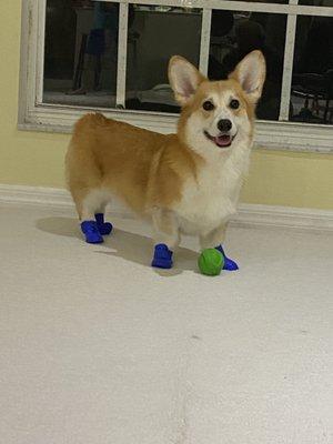 Dog rain boot