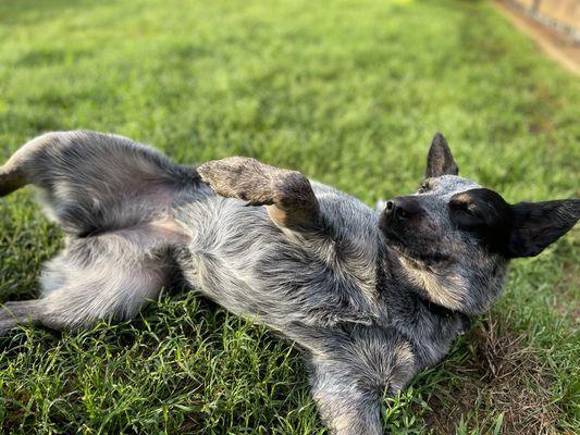 Squishy needs a little belly rub!