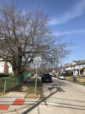 Tree Before and after service