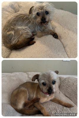 Before and after of my little mutt