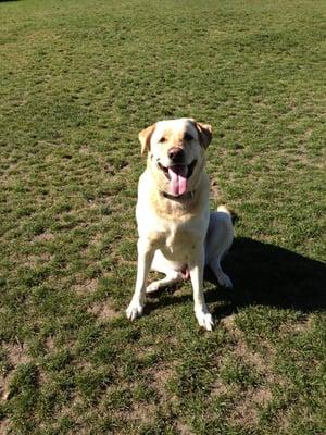 This off leash pup park makes my dog smile!