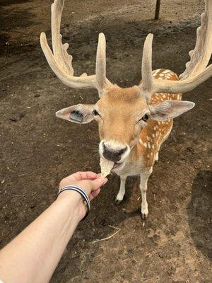 Wisconsin Deer Park