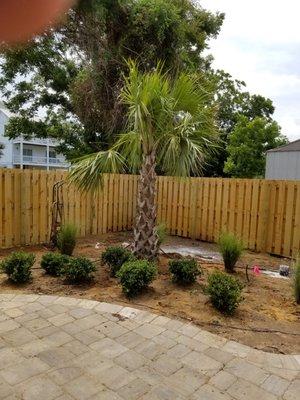 Palm Tree Accent on Rear Patio