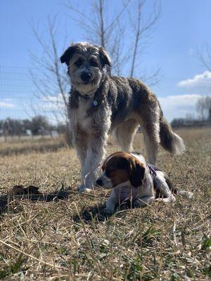 Happy dogs at Woof Logic