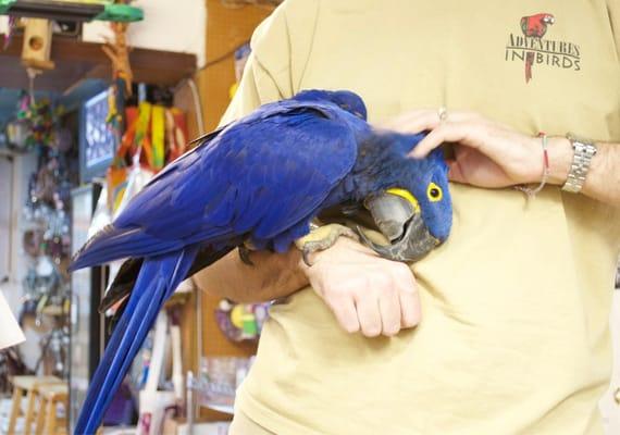 Hyacinth Macaw - the Bentley of Birds :)