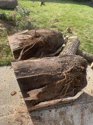 Rot found inside a splitting Modesto Ash tree.