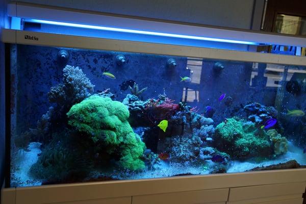 Come check out our saltwater fish tank!