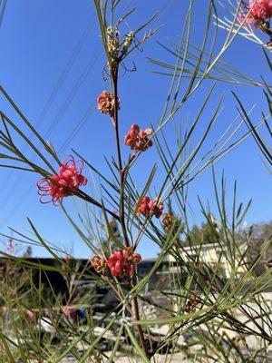 A really interesting tree for another garden since we already planted one