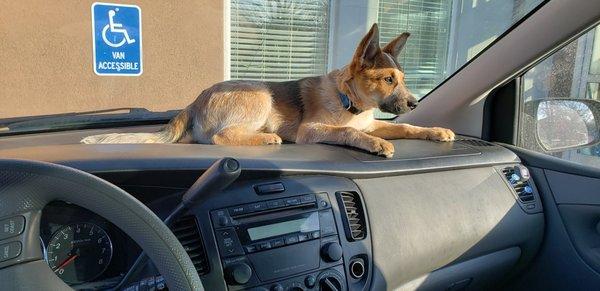 Chico on my dashboard waiting to go see friends at vetIQ