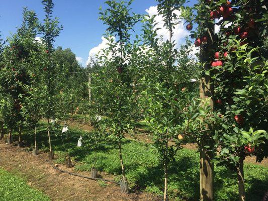 More Apple Trees ready to go