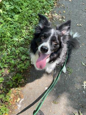 On our walk; Bodhi looks happy and attentive.  Sweetness.