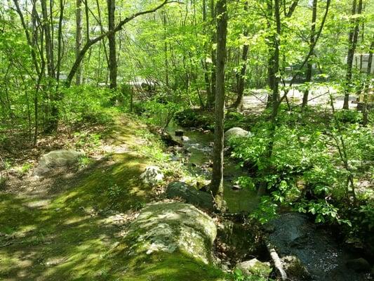 Babbling brook passing behind the notebook up tent sites