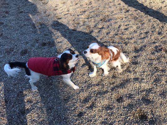 Dog park pals