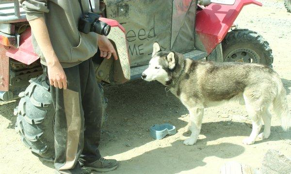 Adventure Kart mascot,Shadow, A really cool dog!