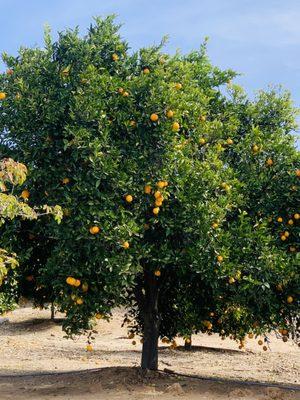 Orange tree