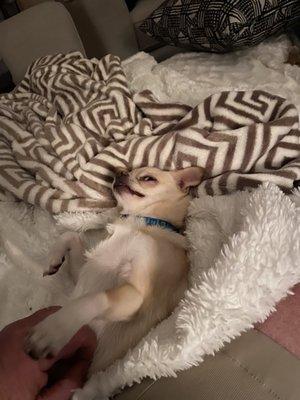 Even put my chihuahua to sleep