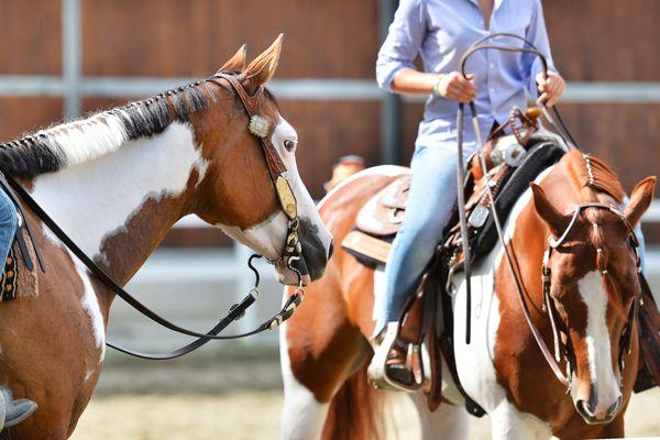 Heavenly Horses