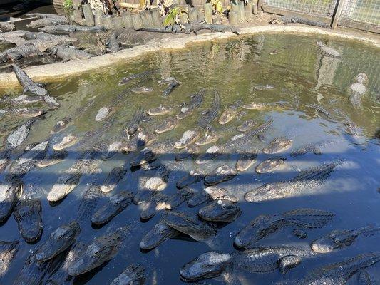 Feeding time for these rehomed alligators.