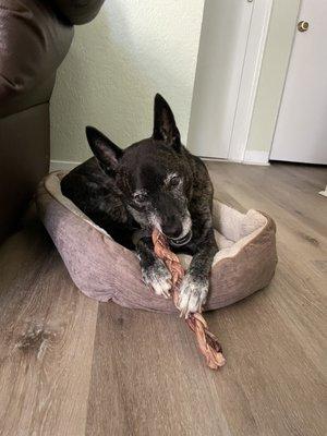 Braided bully stick