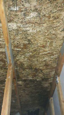 Mold In attic space