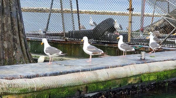 Bait Store floats with sea gulls around it. We learned so much on this trip.