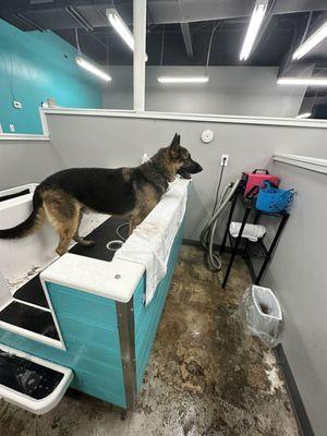 Dog wash station