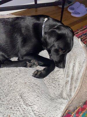 Z loves sleeping on a fresh clean pillow.