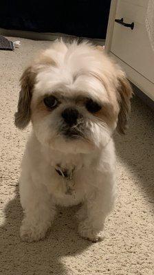 My doggie at home, after grooming appointment. Her paws were fluffier, but I had to let her out in the wet grass.