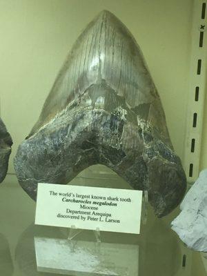 Megalodon tooth!