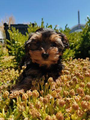 Yorkie puppy