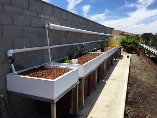 Newly built Aquaponics system