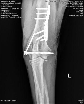 Dr. Mike C. in Grapevine performed the surgery. Awesome surgeon! Wish I knew of them years ago for another dog's hips. Happy Thanksgiving!