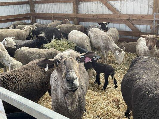 Calm and freshly shaven sheep @ Iron Water Ranch.