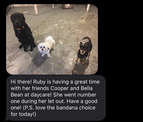 Here are some examples of the sweet little update texts that owners of daycare dogs receive. They always make my day!!