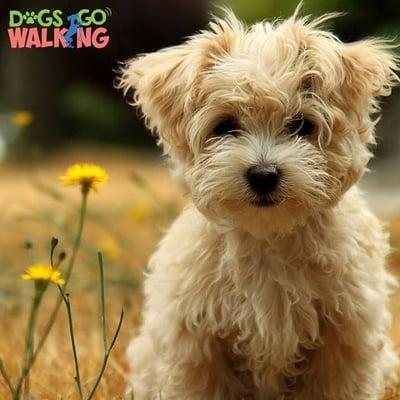 Pet boarding pet sitter dog walking dog walker pet care Miami beach,