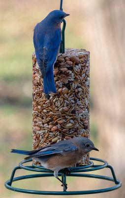 Cylinder Feeding is a great way to feed with little mess and easy clean up