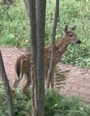 Young Doe on the trail